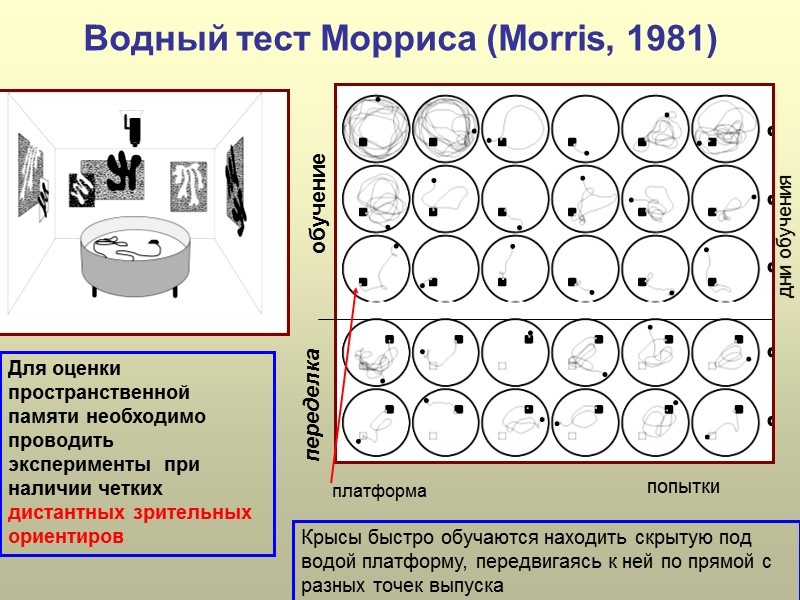 Водный тест Морриса (Morris, 1981) Для оценки пространственной памяти необходимо проводить эксперименты  при